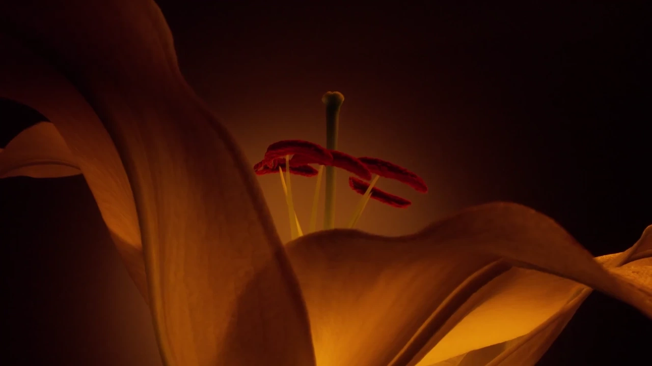 LIBRE // Flowers & Flames