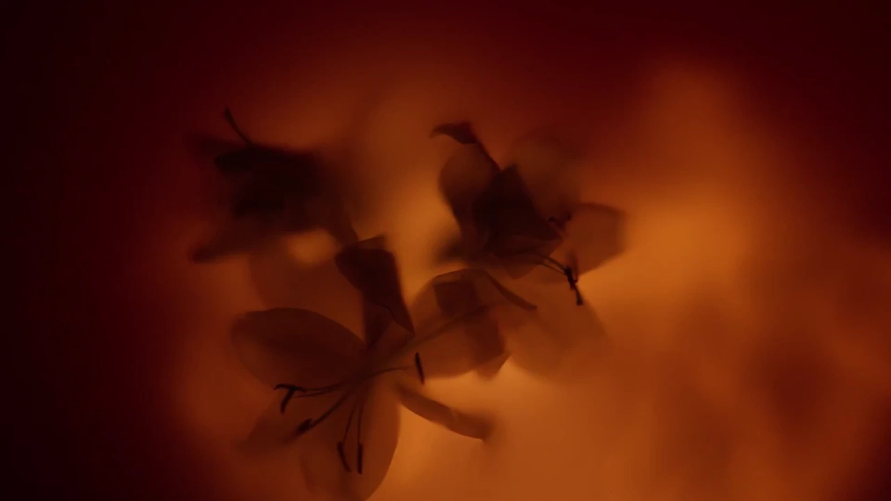 LIBRE // Flowers & Flames