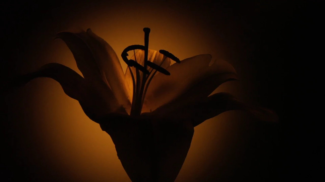 LIBRE // Flowers & Flames