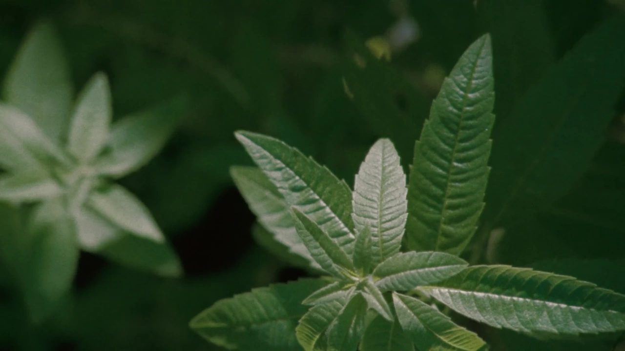 L’Occitane   Cultivating Is A Sixth Sense