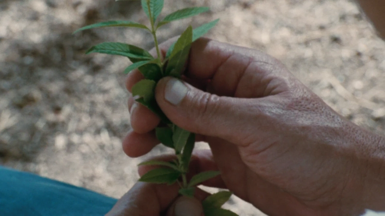 L’Occitane   Cultivating Is A Sixth Sense